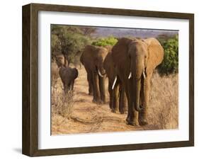 Herd of African Elephants, Kenya-null-Framed Giclee Print