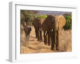 Herd of African Elephants, Kenya-null-Framed Giclee Print