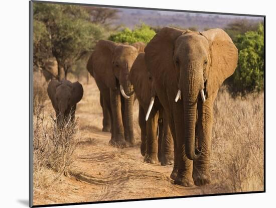 Herd of African Elephants, Kenya-null-Mounted Giclee Print