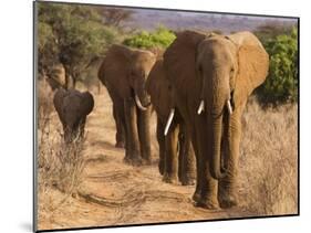 Herd of African Elephants, Kenya-null-Mounted Giclee Print