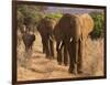 Herd of African Elephants, Kenya-null-Framed Giclee Print