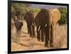 Herd of African Elephants, Kenya-null-Framed Giclee Print