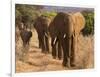 Herd of African Elephants, Kenya-null-Framed Giclee Print