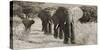 Herd of African Elephants, Kenya-null-Stretched Canvas