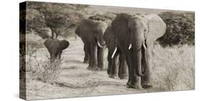 Herd of African Elephants, Kenya-null-Stretched Canvas