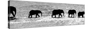 Herd of African Elephants (Loxodonta Africana) Crossing the River, Uaso Nyiro River-null-Stretched Canvas