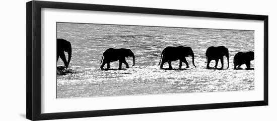 Herd of African Elephants (Loxodonta Africana) Crossing the River, Uaso Nyiro River-null-Framed Premium Photographic Print