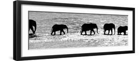 Herd of African Elephants (Loxodonta Africana) Crossing the River, Uaso Nyiro River-null-Framed Premium Photographic Print