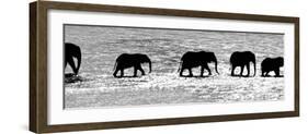 Herd of African Elephants (Loxodonta Africana) Crossing the River, Uaso Nyiro River-null-Framed Photographic Print