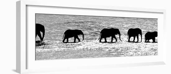 Herd of African Elephants (Loxodonta Africana) Crossing the River, Uaso Nyiro River-null-Framed Photographic Print