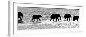 Herd of African Elephants (Loxodonta Africana) Crossing the River, Uaso Nyiro River-null-Framed Photographic Print