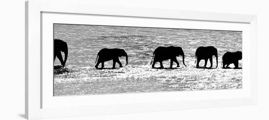 Herd of African Elephants (Loxodonta Africana) Crossing the River, Uaso Nyiro River-null-Framed Photographic Print