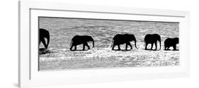 Herd of African Elephants (Loxodonta Africana) Crossing the River, Uaso Nyiro River-null-Framed Photographic Print