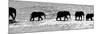 Herd of African Elephants (Loxodonta Africana) Crossing the River, Uaso Nyiro River-null-Mounted Photographic Print