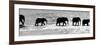 Herd of African Elephants (Loxodonta Africana) Crossing the River, Uaso Nyiro River-null-Framed Photographic Print