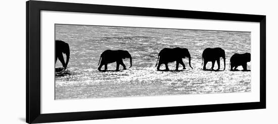 Herd of African Elephants (Loxodonta Africana) Crossing the River, Uaso Nyiro River-null-Framed Photographic Print