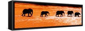 Herd of African Elephants (Loxodonta Africana) Crossing the River, Uaso Nyiro River-null-Framed Stretched Canvas