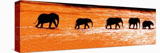 Herd of African Elephants (Loxodonta Africana) Crossing the River, Uaso Nyiro River-null-Stretched Canvas
