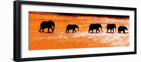 Herd of African Elephants (Loxodonta Africana) Crossing the River, Uaso Nyiro River-null-Framed Photographic Print