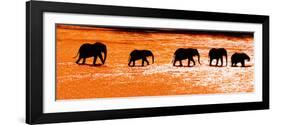 Herd of African Elephants (Loxodonta Africana) Crossing the River, Uaso Nyiro River-null-Framed Photographic Print