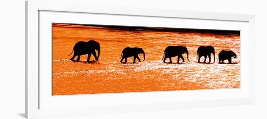 Herd of African Elephants (Loxodonta Africana) Crossing the River, Uaso Nyiro River-null-Framed Photographic Print