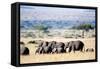 Herd of African Elephants (Loxodonta Africana) in Plains, Masai Mara National Reserve, Kenya-null-Framed Stretched Canvas