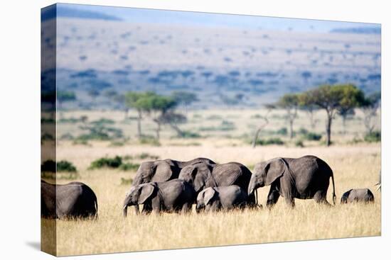 Herd of African Elephants (Loxodonta Africana) in Plains, Masai Mara National Reserve, Kenya-null-Stretched Canvas