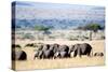 Herd of African Elephants (Loxodonta Africana) in Plains, Masai Mara National Reserve, Kenya-null-Stretched Canvas