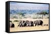 Herd of African Elephants (Loxodonta Africana) in Plains, Masai Mara National Reserve, Kenya-null-Framed Stretched Canvas