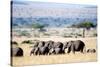 Herd of African Elephants (Loxodonta Africana) in Plains, Masai Mara National Reserve, Kenya-null-Stretched Canvas