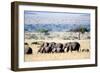 Herd of African Elephants (Loxodonta Africana) in Plains, Masai Mara National Reserve, Kenya-null-Framed Photographic Print