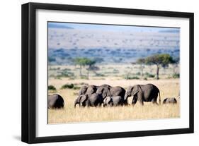 Herd of African Elephants (Loxodonta Africana) in Plains, Masai Mara National Reserve, Kenya-null-Framed Photographic Print