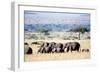 Herd of African Elephants (Loxodonta Africana) in Plains, Masai Mara National Reserve, Kenya-null-Framed Photographic Print