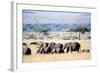 Herd of African Elephants (Loxodonta Africana) in Plains, Masai Mara National Reserve, Kenya-null-Framed Photographic Print