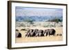 Herd of African Elephants (Loxodonta Africana) in Plains, Masai Mara National Reserve, Kenya-null-Framed Photographic Print