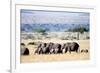 Herd of African Elephants (Loxodonta Africana) in Plains, Masai Mara National Reserve, Kenya-null-Framed Photographic Print