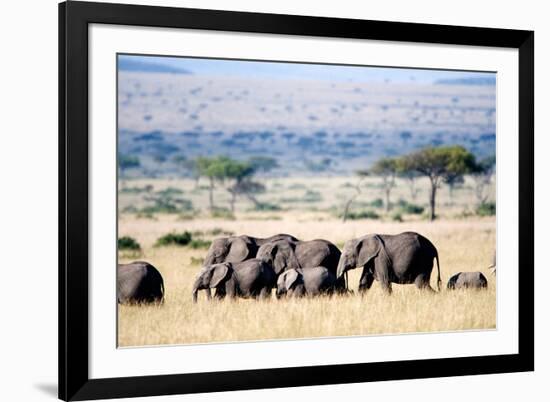 Herd of African Elephants (Loxodonta Africana) in Plains, Masai Mara National Reserve, Kenya-null-Framed Photographic Print