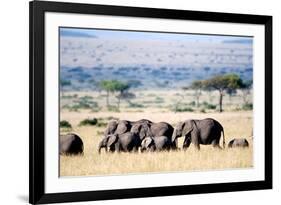 Herd of African Elephants (Loxodonta Africana) in Plains, Masai Mara National Reserve, Kenya-null-Framed Photographic Print