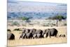 Herd of African Elephants (Loxodonta Africana) in Plains, Masai Mara National Reserve, Kenya-null-Mounted Photographic Print