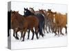 Herd of American Quarter Horses in Winter-Darrell Gulin-Stretched Canvas