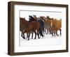 Herd of American Quarter Horses in Winter-Darrell Gulin-Framed Photographic Print