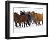 Herd of American Quarter Horses in Winter-Darrell Gulin-Framed Photographic Print