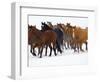 Herd of American Quarter Horses in Winter-Darrell Gulin-Framed Photographic Print