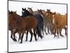 Herd of American Quarter Horses in Winter-Darrell Gulin-Mounted Photographic Print