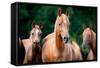 Herd of Arabian Horses-Alexia Khruscheva-Framed Stretched Canvas