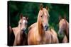 Herd of Arabian Horses-Alexia Khruscheva-Stretched Canvas