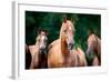 Herd of Arabian Horses-Alexia Khruscheva-Framed Photographic Print