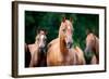 Herd of Arabian Horses-Alexia Khruscheva-Framed Photographic Print