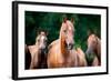 Herd of Arabian Horses-Alexia Khruscheva-Framed Photographic Print