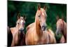 Herd of Arabian Horses-Alexia Khruscheva-Mounted Photographic Print